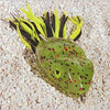 Scum Frog 5-16oz Watermelon Red-Black-Chart